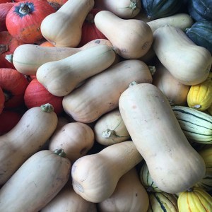 Squash, Winter - butternut 12/20