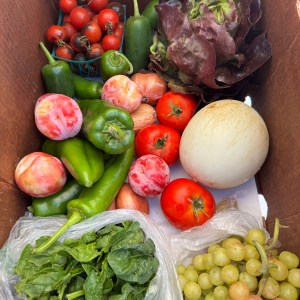 Little Harvest Box- Saturday, Oct 24th