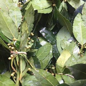 Herb, Bay Leaf - 1 bunch