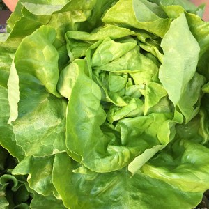 Lettuce - 1 head