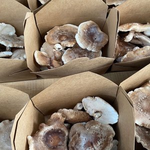 Mushrooms, Shitake - 1 basket