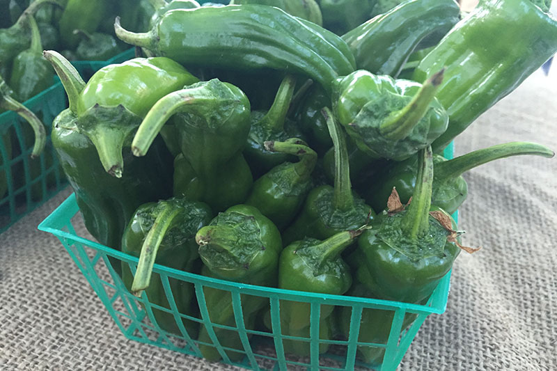 Peppers, Shishito - 1 basket