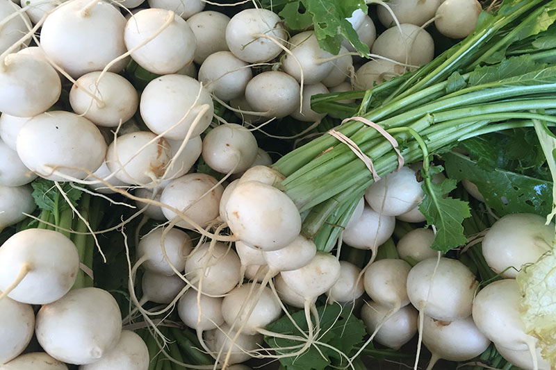 Turnips - 1 bunch