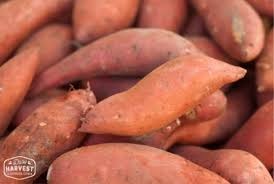 Yams / Sweet Potato, White or Orange Flesh - 1 pound